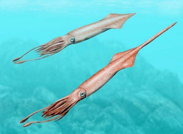 Artists reconstruction of a belemnite.  By Nobu Tamura, Creative Commons License